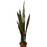 Sansevieria (lengua de suegra)