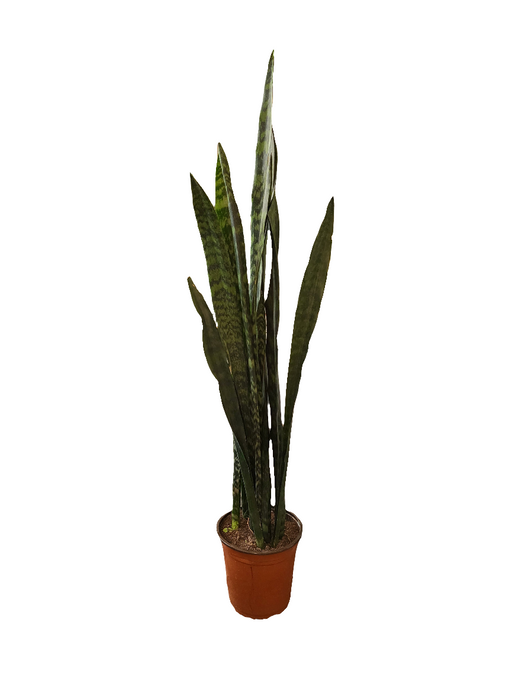 Sansevieria (lengua de suegra)
