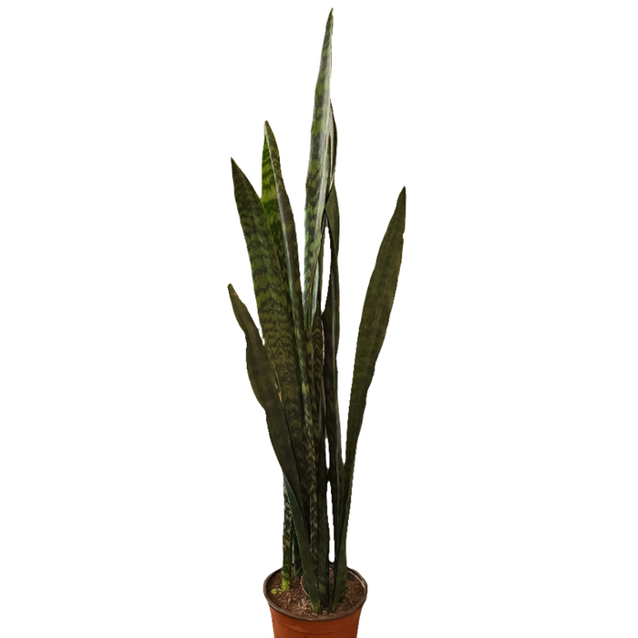Sansevieria (lengua de suegra)