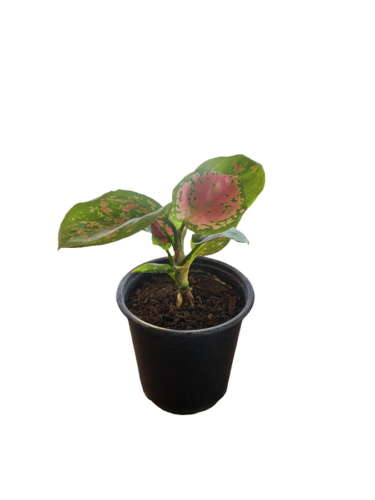 Aglaonema
