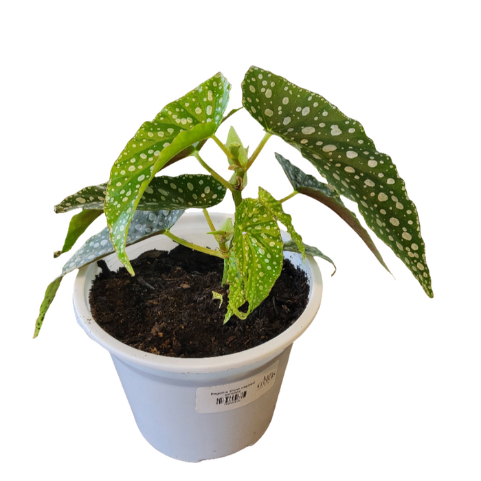 Begonia snow Capped (Begonia semperflorens)