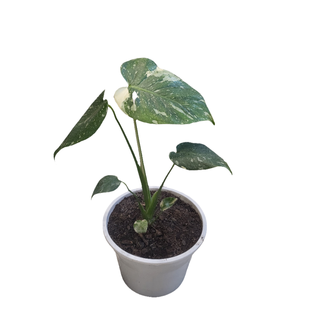 Monstera Thai Constellation