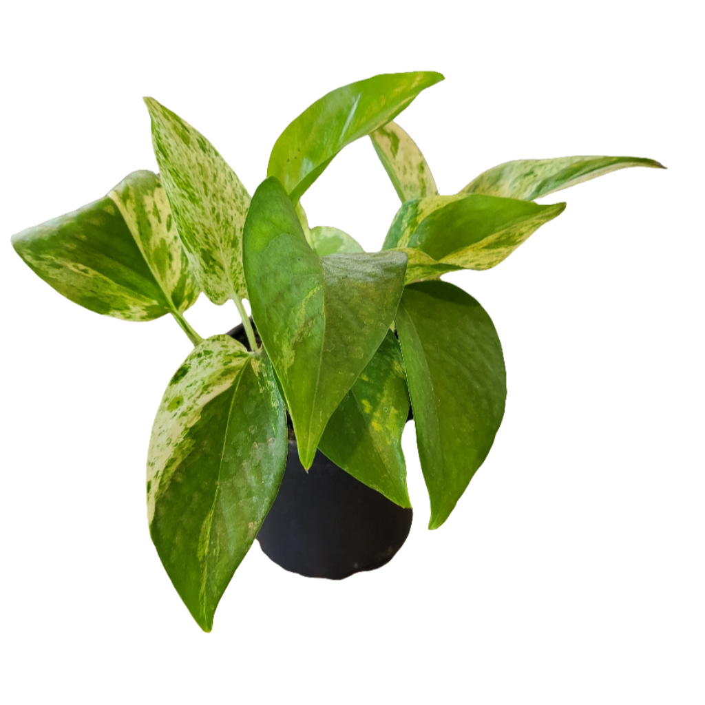 Scindapsus (Marble Queen)
