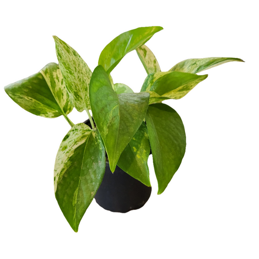 Scindapsus (Marble Queen)