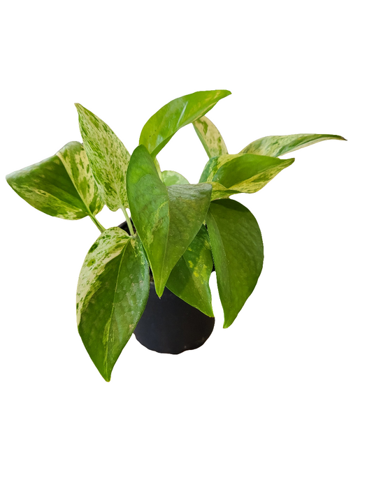 Scindapsus (Marble Queen)