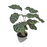 Calathea Makoyana