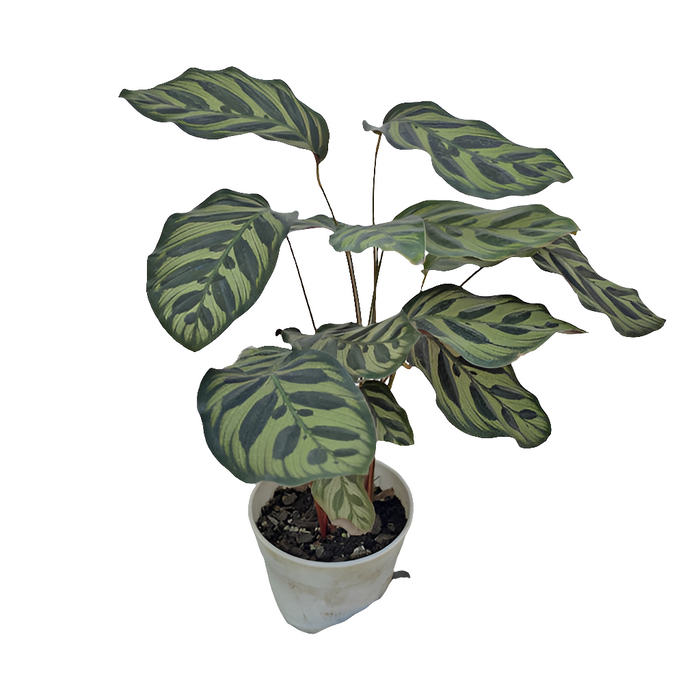 Calathea Makoyana