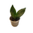 Sansevieria (lengua de suegra)