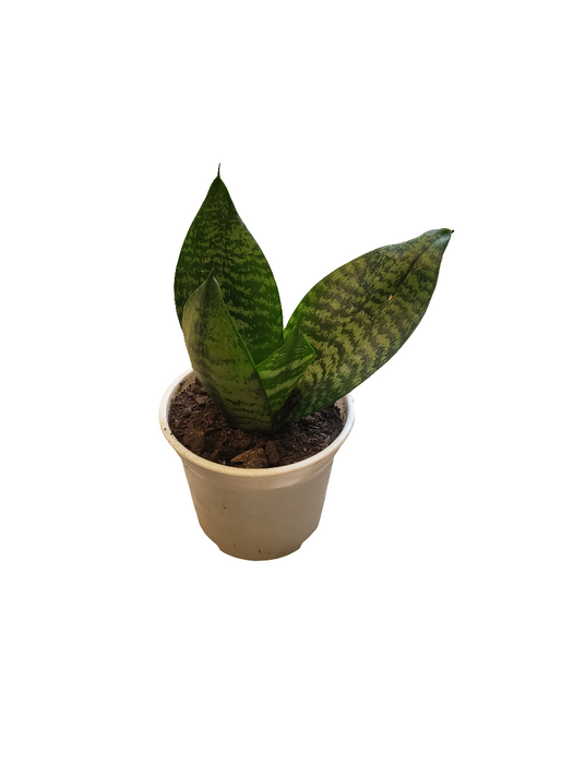 Sansevieria (lengua de suegra)