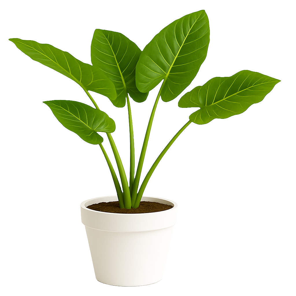 Planta Manto de Eva (Alocasia) – Artecultivos