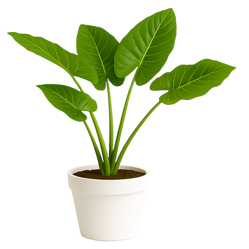 Manto de Eva (Alocasia)