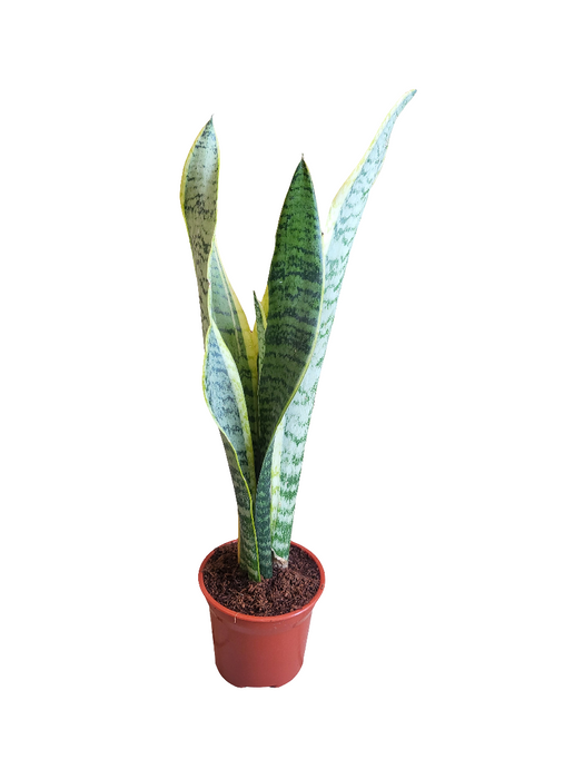 Sansevieria (lengua de suegra)