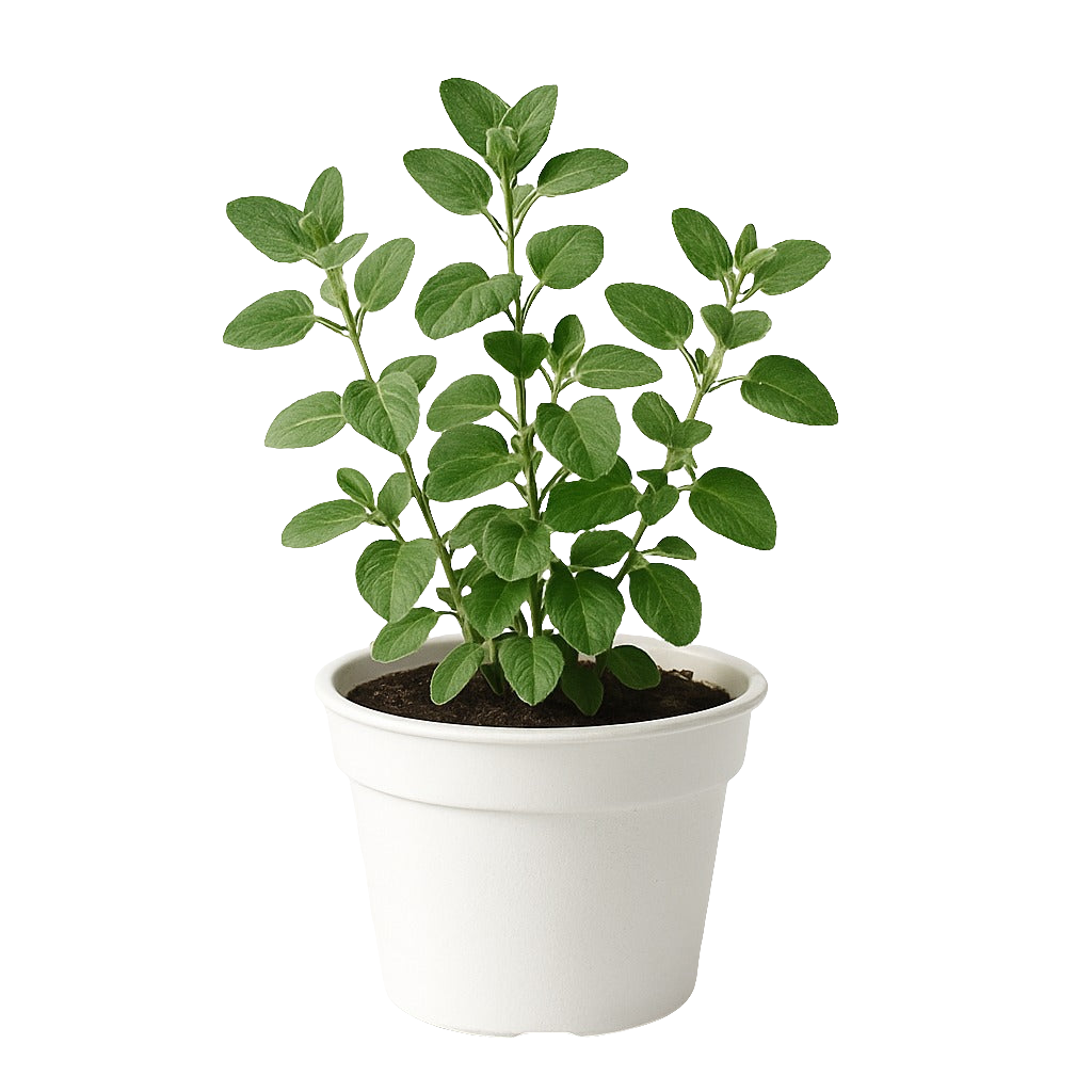 Orégano (Origanum vulgare)