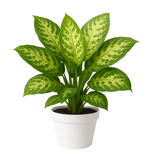 Calathea Dieffenbachia