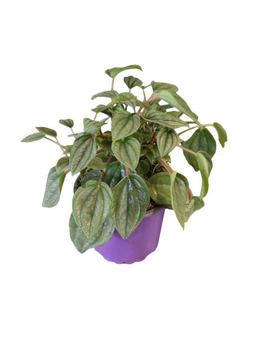 Peperomia rosso