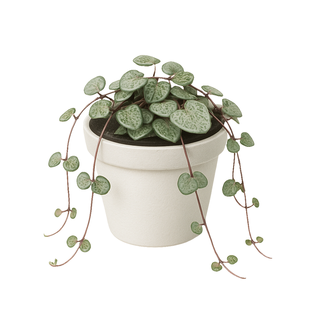 Ceropegia Woodii