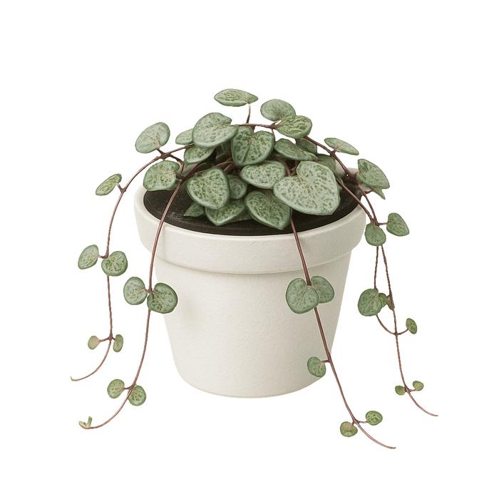 Ceropegia Woodii