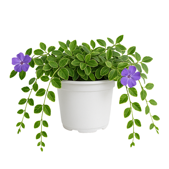 Vinca Rastrera