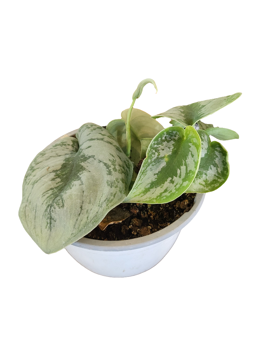 Planta Potus (Scindapsus), foto 4 – Artecultivos