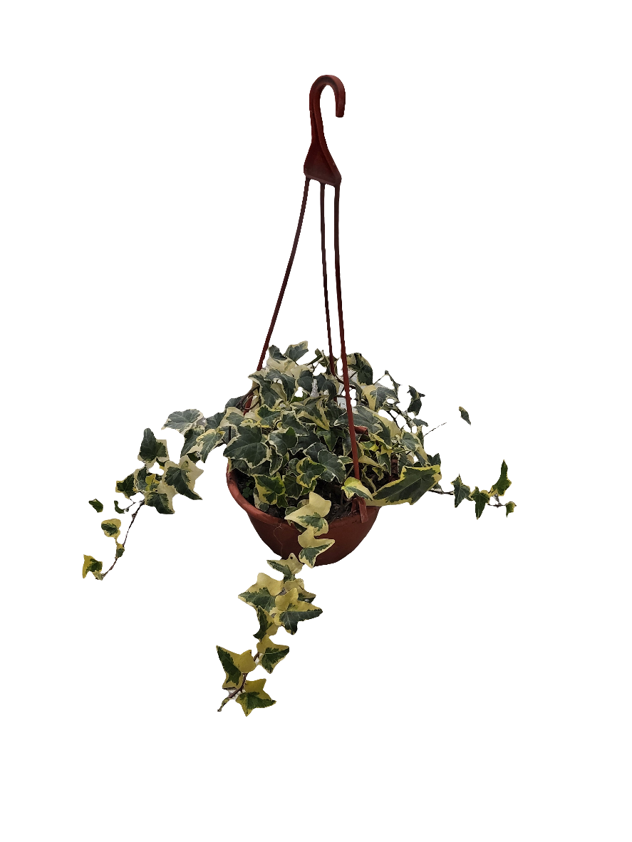 Planta Hiedra, foto 2 – Artecultivos