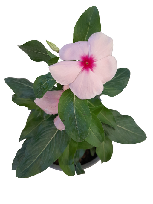 Vinca