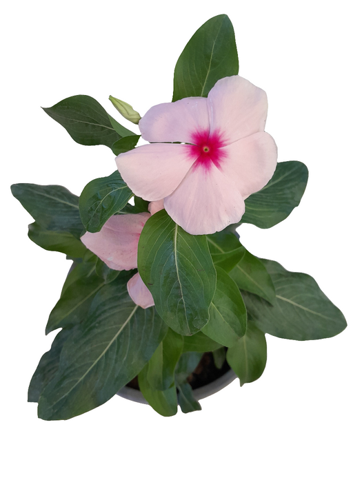 Vinca