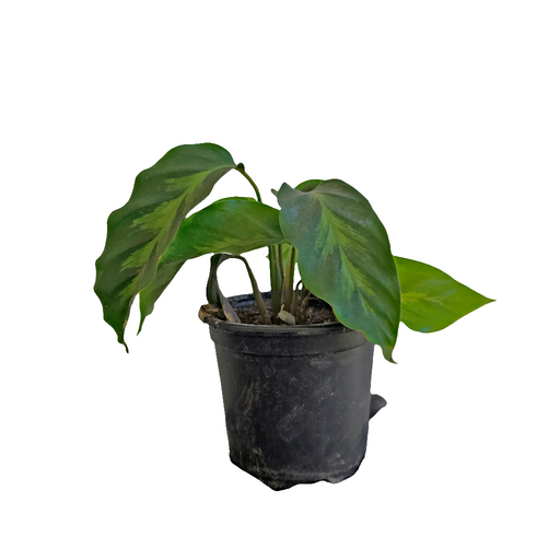 Calathea Louisae
