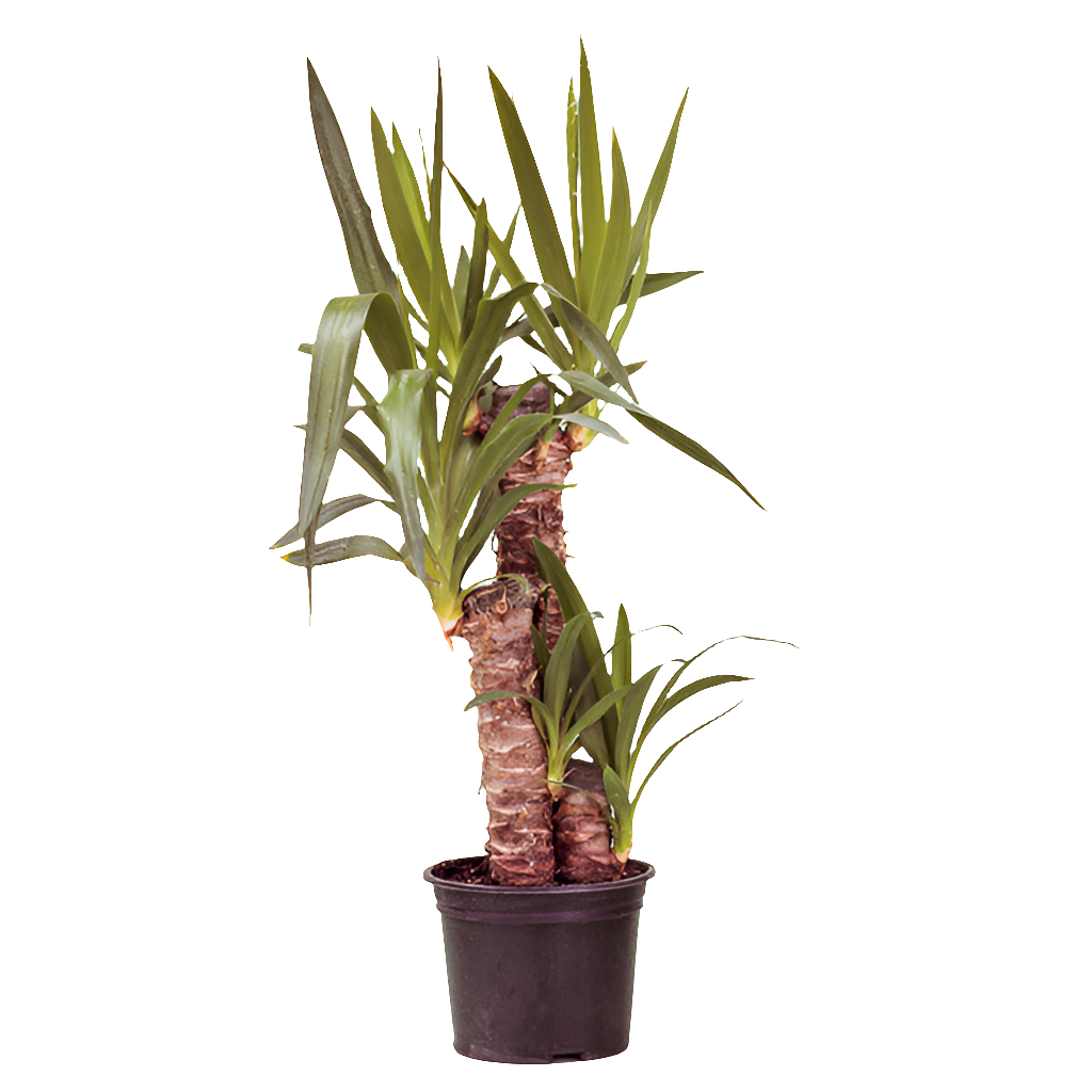 Planta Yucca trío y dúo – Artecultivos