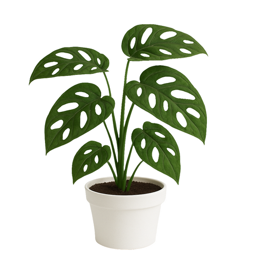 Monstera Adansonii