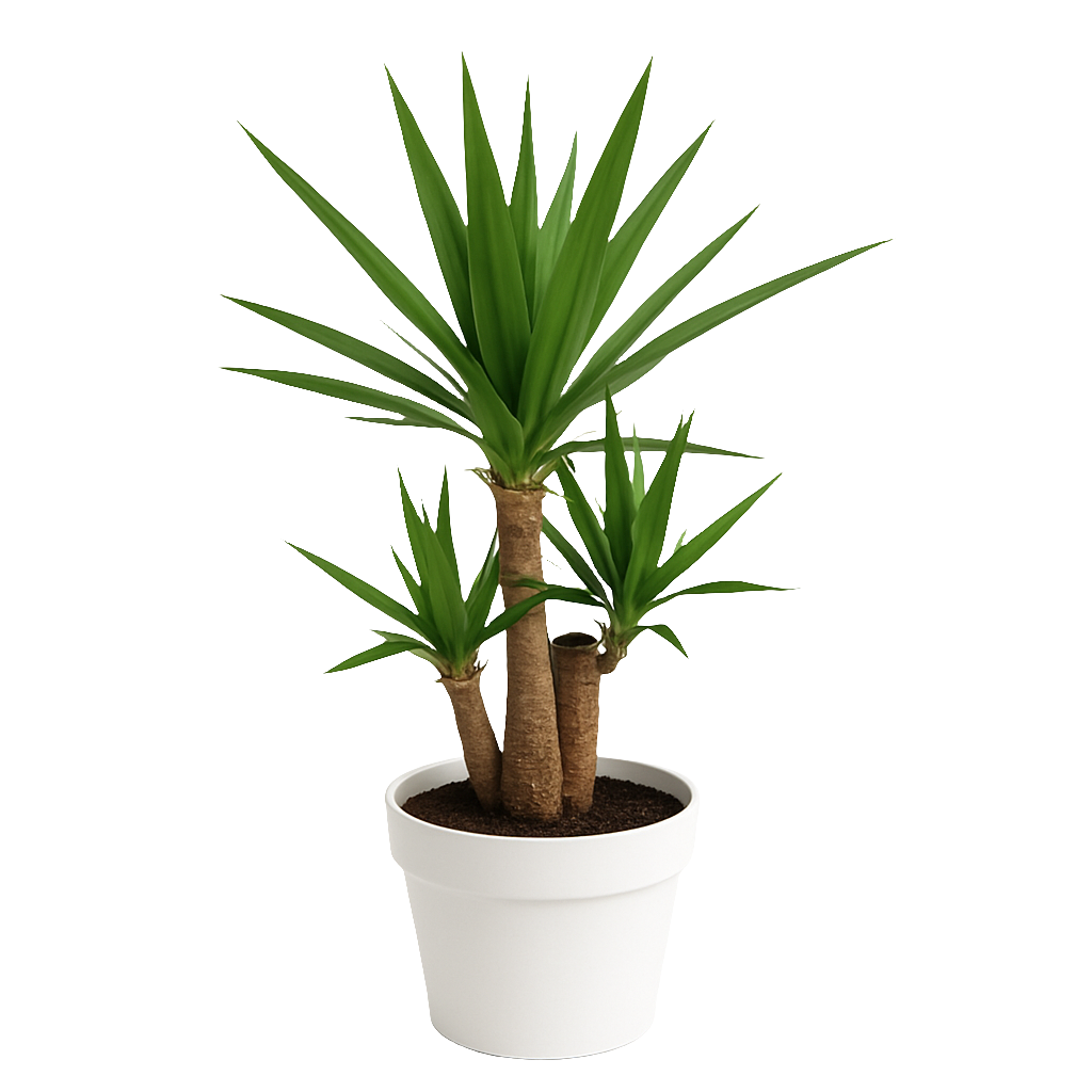 Planta Yucca – Artecultivos
