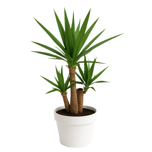 Yucca