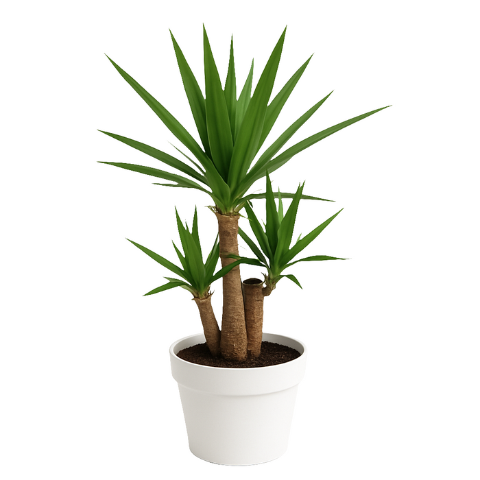 Yucca