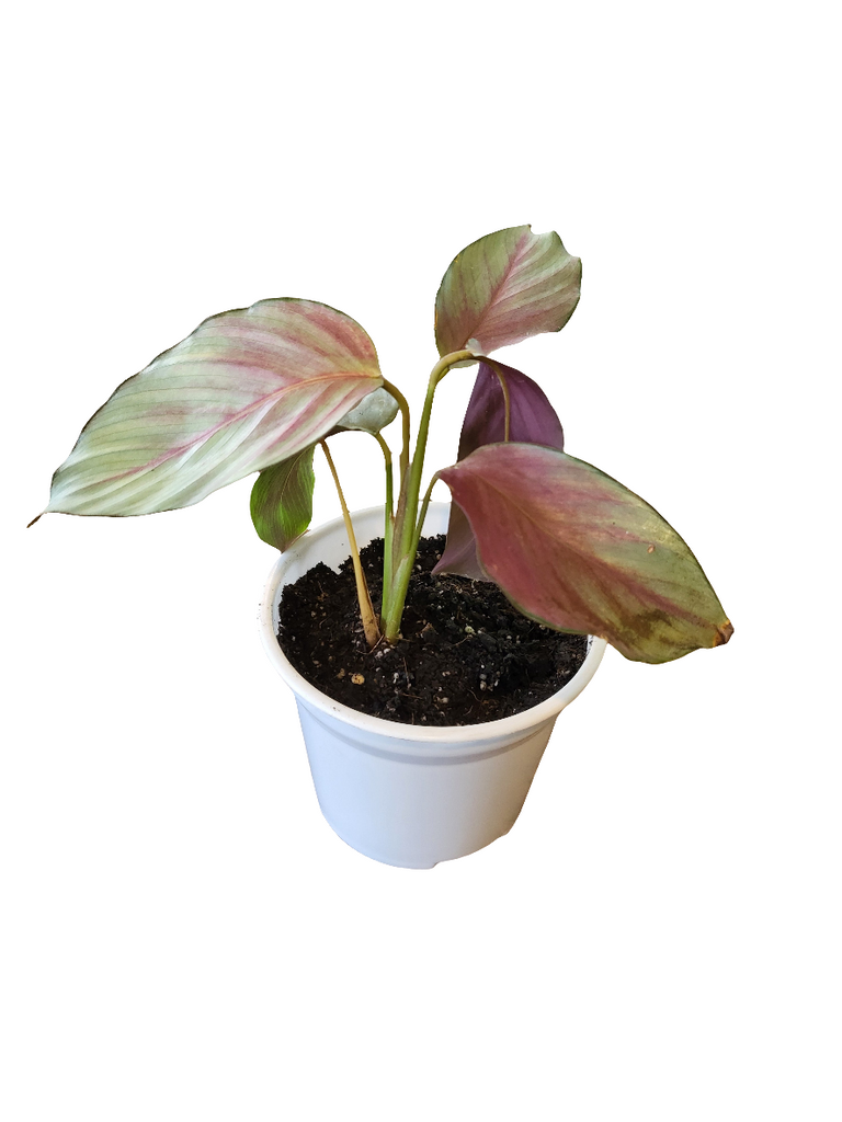 Calathea Picturata