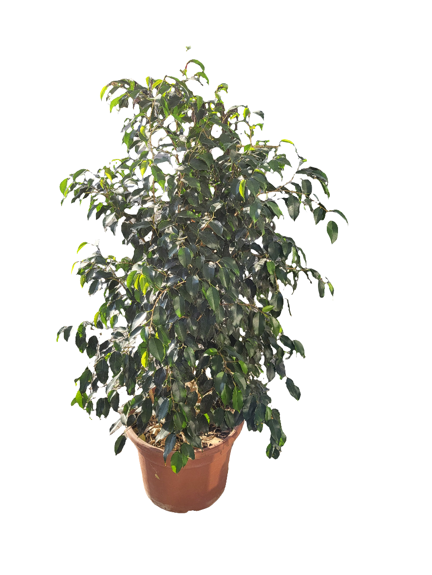 Planta Ficus Benjamina, foto 7 – Artecultivos
