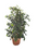 Ficus Benjamina