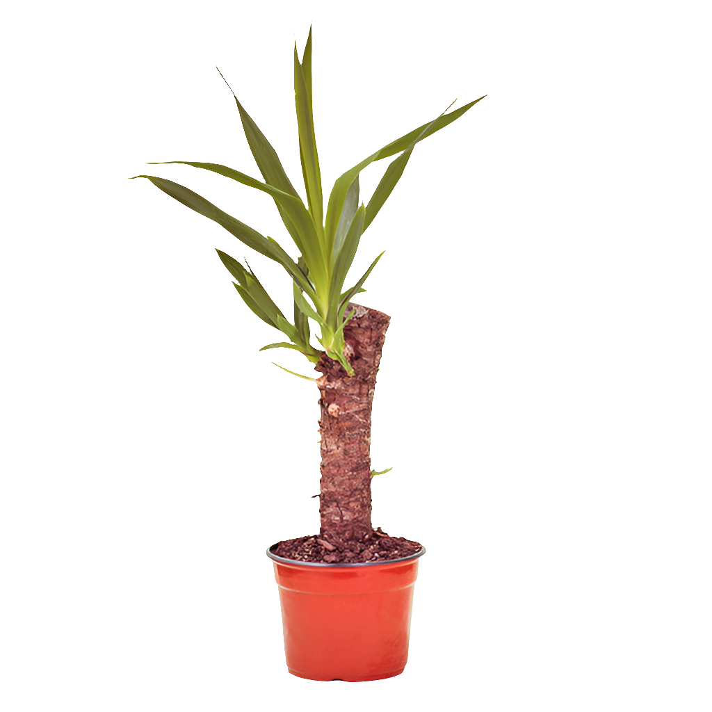 Planta Yucca, foto 2 – Artecultivos