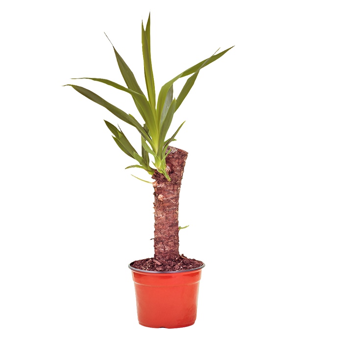 Yucca
