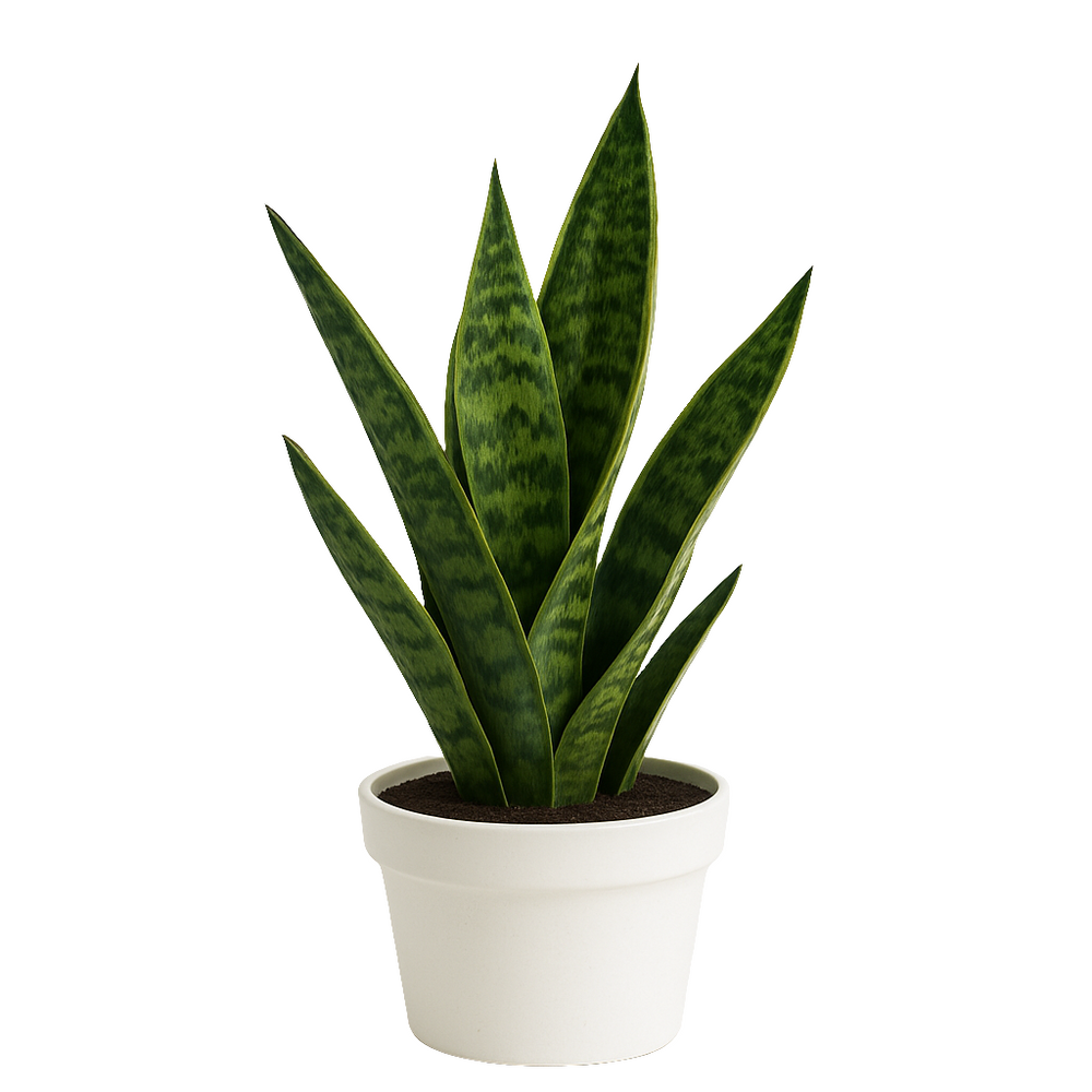 Sansevieria (lengua de suegra)