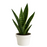 Sansevieria (lengua de suegra)