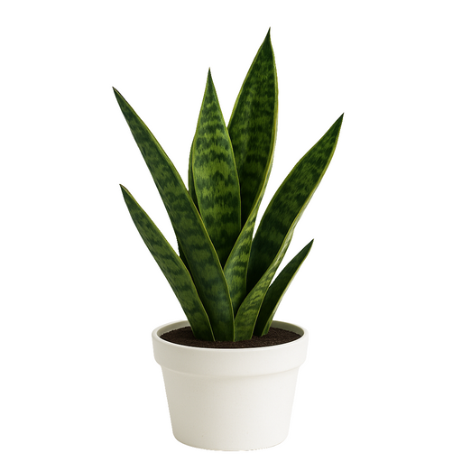 Sansevieria (lengua de suegra)