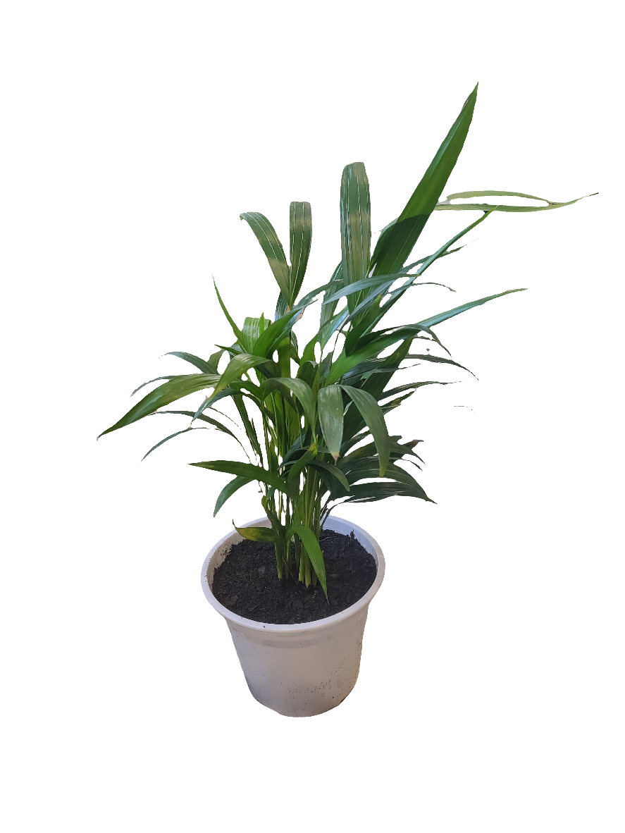 Palma Areca