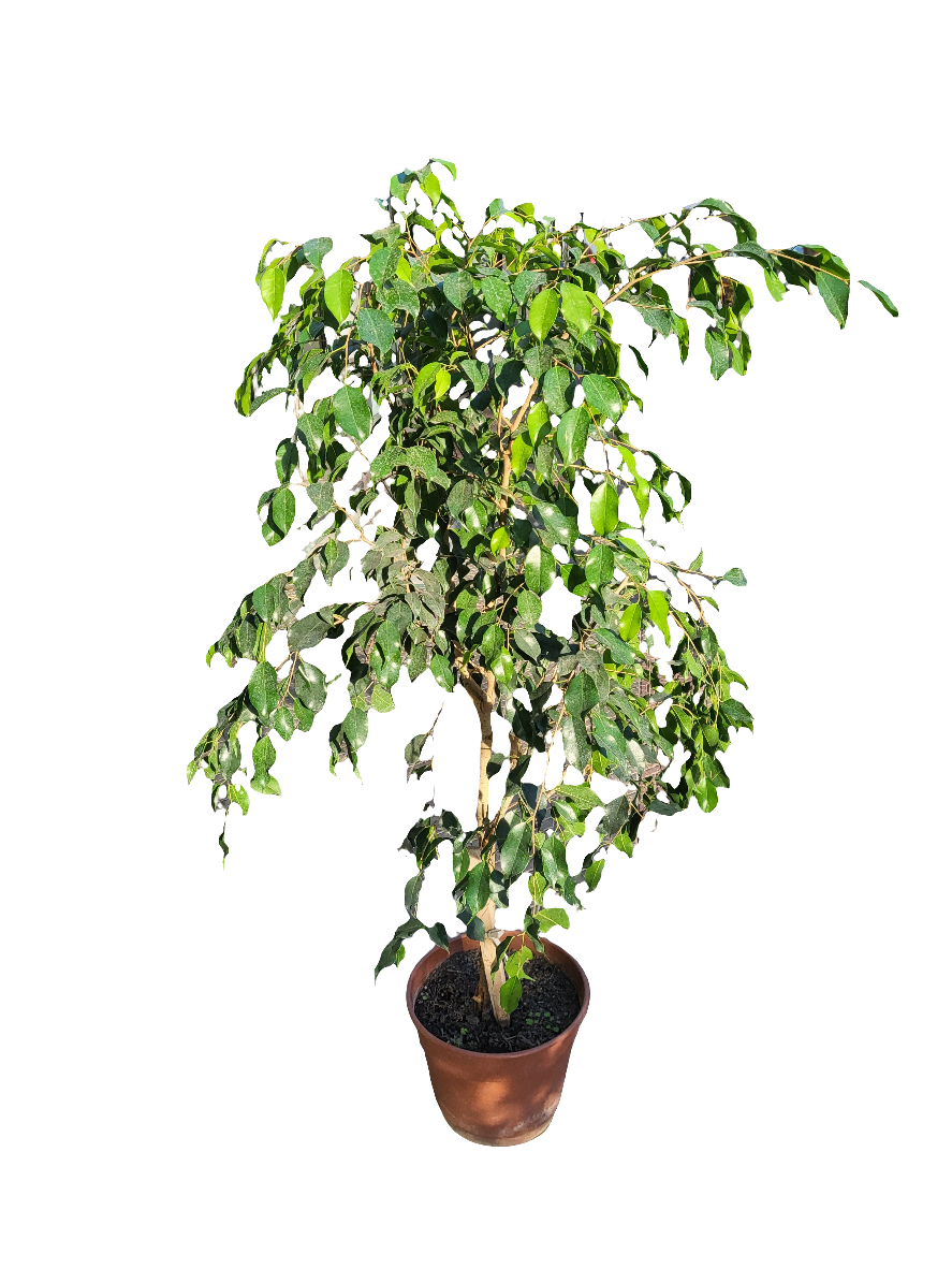 Planta Ficus Benjamina, foto 5 – Artecultivos