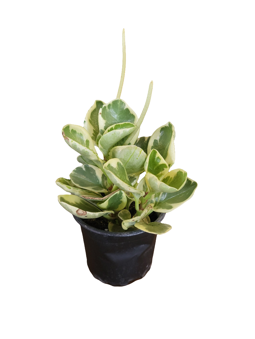 Peperomia Obtusifolia