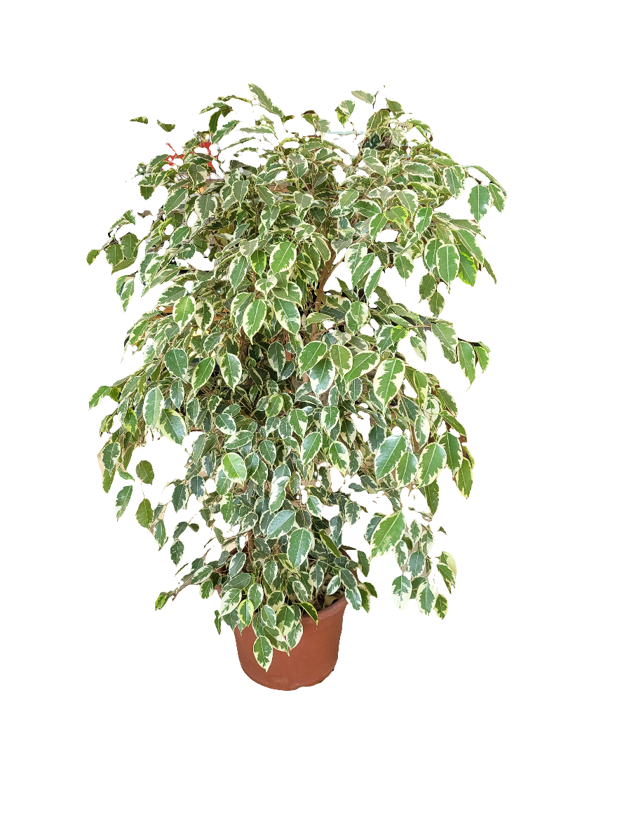 Planta Ficus Benjamina, foto 4 – Artecultivos