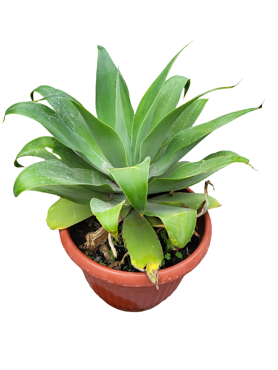 Agave