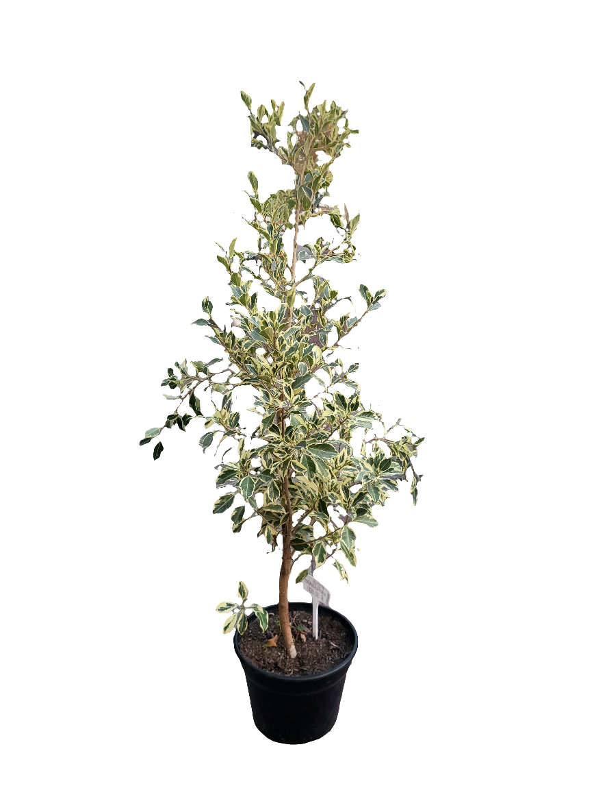 Planta Ficus Benjamina, foto 8 – Artecultivos