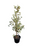 Ficus Benjamina