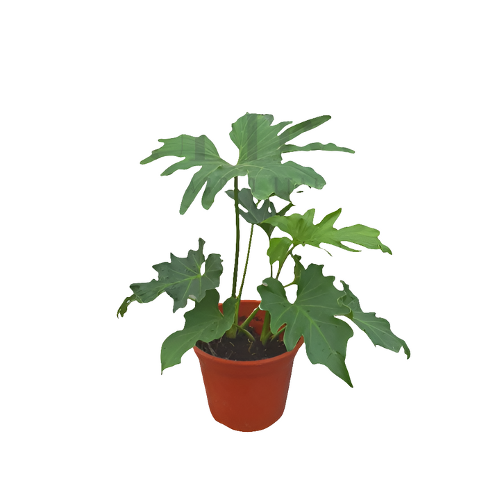 philodendron paraguayo Philodendro Paraguayo— Arte Cultivos