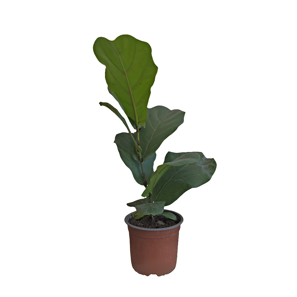 Planta Ficus Lyrata, foto 5 – Artecultivos