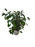 Ficus Anastasia